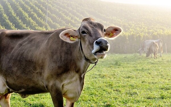 미국 버지니아 공대 과학자들이 최근 주인과 소가 서로 ‘대화’를 할 수 있도록 AI 통역 알고리즘 개발에 나섰다.소의 건강과 복지에 대한 통찰력을 제공할 수 있을 것으로 보인다. [사진=픽사베이]