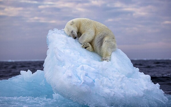 북극의 떠다니는 작은 빙산의 한 귀퉁이에서 잠을 자고 있는 한 어린 북극곰의 모습. 영국의 아마추어 작가 니마 사리카니가 노르웨이 스발바르 군도에서 포착한 이미지로 올해 '피플스 초이스 어워드(People's Choice Award)'의 야생동물 사진작가상 부문 수상작으로 선정되었다. [사진=Nima Sarikhani in Live Science] 