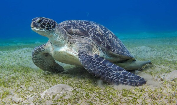  암컷 가죽등바다거북(leatherback sea turtles)은 세계에서 가장 용감한 생물 중 하나다. 둥지를 틀고 먼 바다에서 먹이를 찾기 위해 1만 마일까지 여행을 한다.​​​​​​​​​​​​​​ 이 거북이는 멸종 위험에 처한 이동성 동물 가운데 하나다.  [사진=AZ Animals]