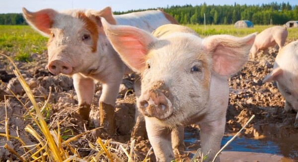 '돼지의 날'은 돼지 산업의 중심지인  미국 중서부 지역에서 시작되었다. 돼지는 영리한 가축이며 무엇보다 청결한 것을 좋아하는 동물이다. [사진=어스닷컴]  