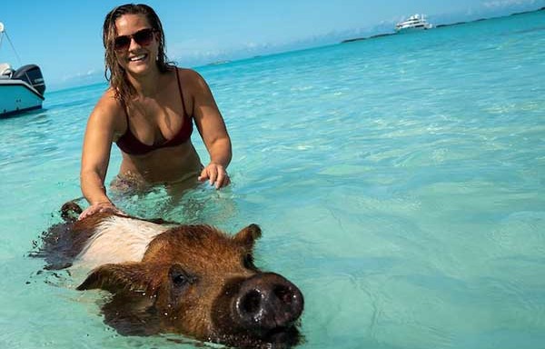 돼지는 훌륭한 수영 선수로 물을 좋아한다. 바하마는 '돼지 해변'을 마련해 방문들에게 돼지와 같이 어울릴 수 있는 상품 패키지도 제공하고 있다.  