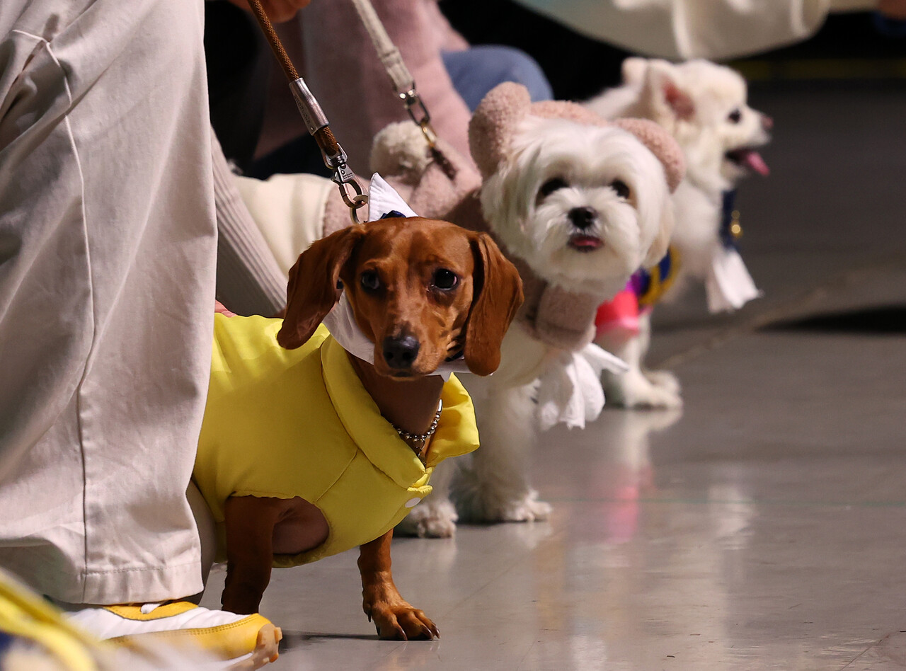 시장조사기관 ‘글로벌펫'에 따르면, 지난해 동남아시아 반려동물 시장은 약 33억 달러(한화 4조5500억원)로, 지난 5년 간 연평균 성장률이 15%에 달한다. 사진은 본문과 관계없음. [연합뉴스 제공=뉴스퀘스트]