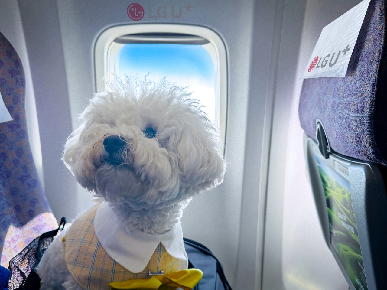 LG유플러스의 반려기구 커뮤니티 플랫폼 '포동'이 제주항공과 함께 오는 10월 '포동 전용기'를 운영한다. [LG유플러스 제공=뉴스퀘스트]