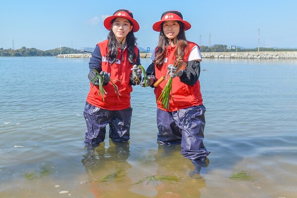 여수 대경도 인근에서 잘피를 심는 LG화학 임직원들 모습. [사진=LG화학]