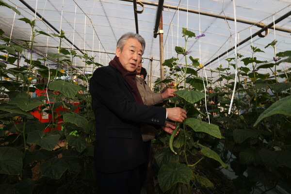 강호동 농협중앙회 회장은 6일 정부세종청사에서 기자간담회를 열고, '농업의 스마트화' 전략에 대해 소개했다. 지난달 강호동 농협중앙회장이 전남 순천시 오이 재배 농가를 찾아 생육·출하 상황을 점검하고 있는 모습. [사진=농협] 
