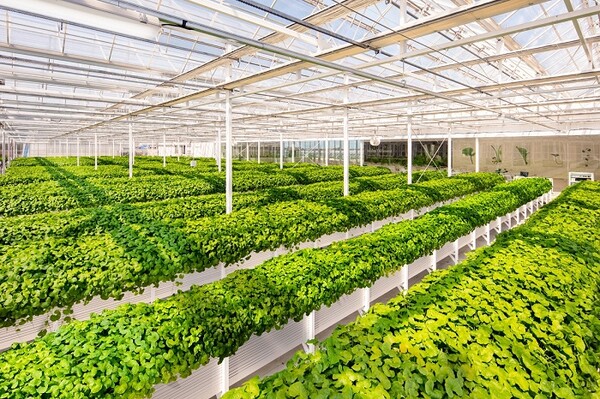 제주 리만팜 내부 모습. [사진=리만코리아 제공]