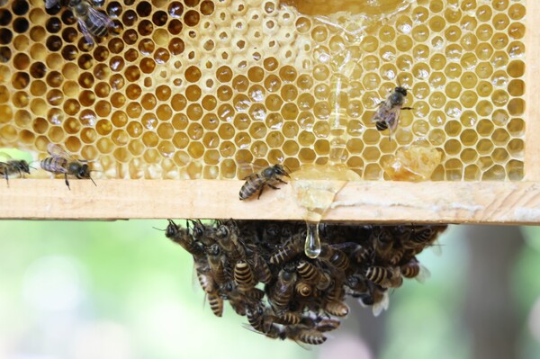 LG가 최근 화담숲 인근 정광산에 꿀벌 서식지를 조성했다.[사진=LG]
