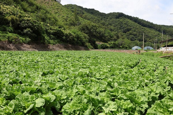 충북 괴산군에 위치한 CJ제일제당 '그린로즈' 시범 재배지 전경. [사진=CJ제일제당]