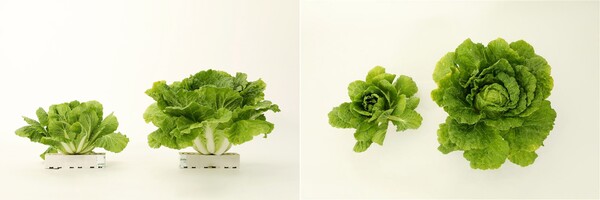 각각 일반품종(왼쪽)과 CJ제일제당 '그린로즈'. [사진=CJ제일제당]