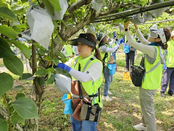 농협중앙회는 최근 가을철 농산물 수확기를 맞아 일손부족으로 어려움을 겪는 농가를 지원하고자 대대적으로 농촌일손돕기를 추진하며 인건비 절감 등 농업인 지원을 위해 노력하고 있다. [사진=농협중앙회]