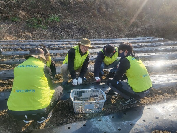 NH농협생명은 최근 경기 성남시에서 농촌일손돕기를 실시했다고 20일 밝혔다. [사진=NH농협생명]